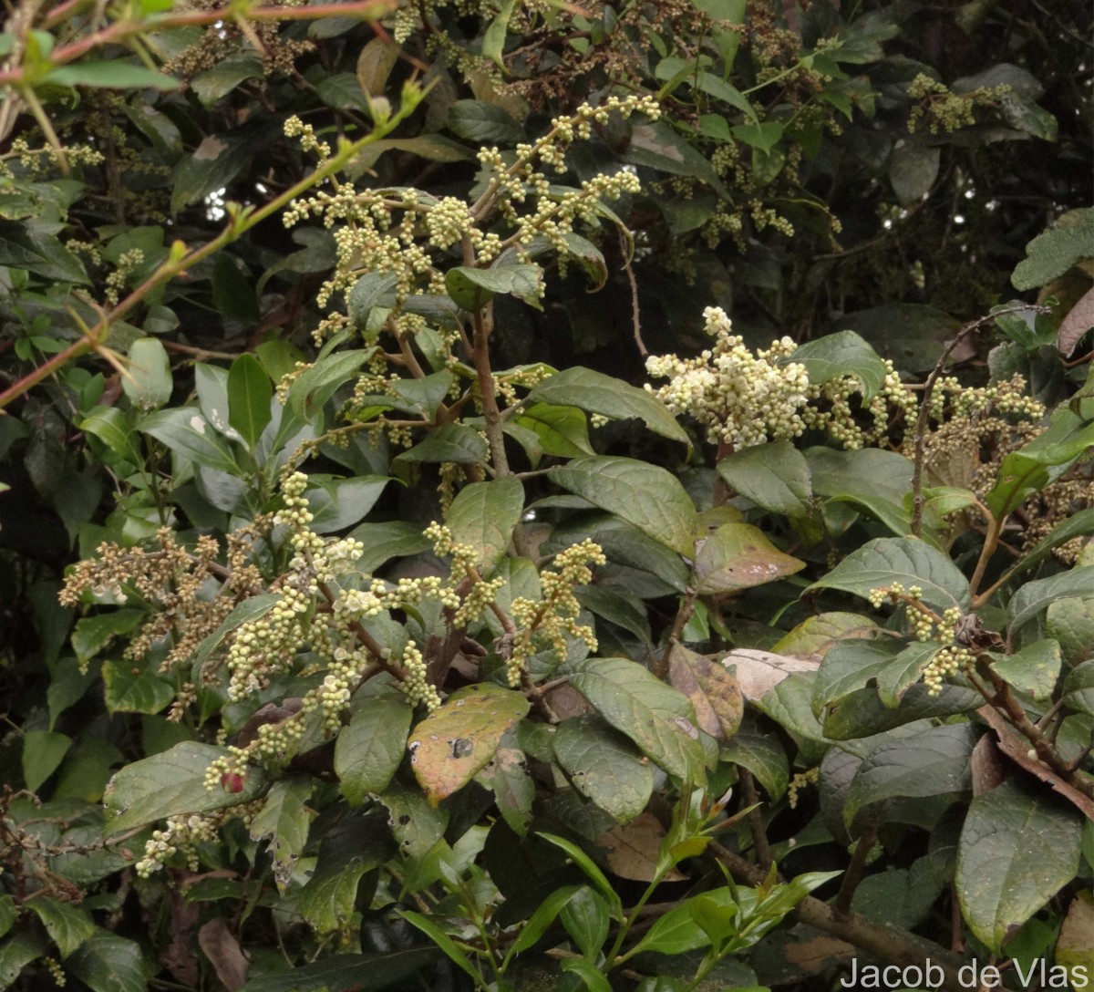 Meliosma simplicifolia subsp. pungens (Wall. ex Wight & Arn.) Beusekom